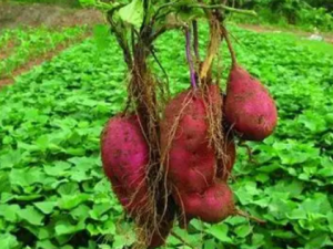 �������Ĺ�Ч �������ɽⶾ��Ѫ