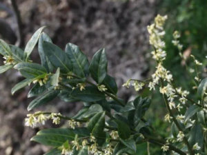 �����Ĺ�Ч ��������ڼ�������θ��