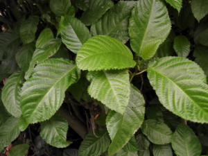 �ϻ����Ĺ�Ч �ϻ�������������