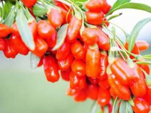 Ƣθ����Ӧ��ε��� ��Щ��ʳ�������Ƣθ