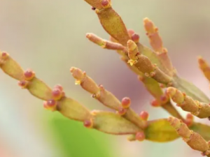 �������Ĺ�Ч ����������ʪ��ʹ