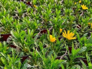 è���ƽ�յĹ�Ч è���ƽ����ˮ�׸�ˮ