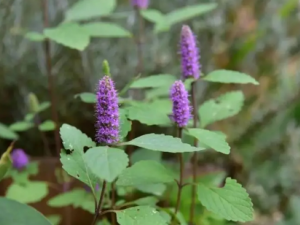 ľ�����Ĺ�Ч ľ�����θ�ð