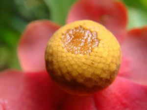 ţ���ٵĹ�Ч ţ������������