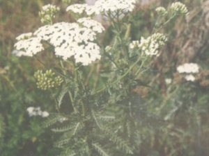 ����Ϥ�Ĺ�Ч ����Ϥ�������Ȼ�