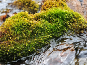 ţ��޺�Ĺ�Ч ţ��޺�����񲻰�