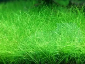 ţë�ݵĹ�Ч ţë����ŻѪ��Ѫ