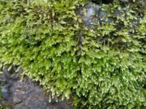 ����Ӧ��λ��� �������������ȷ��ʳ