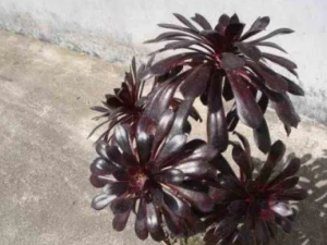 īɢĹЧ īɢСΪˮʪ