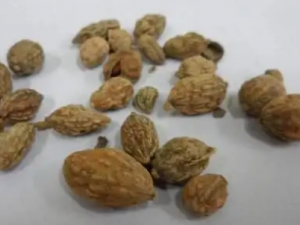 Ũ����Ĺ�Ч Ũ���������ﶴй����