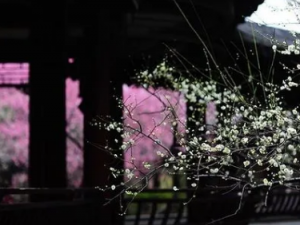 ����ɢ�Ĺ�Ч ����ɢ�α�����ֹ