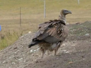 ������Ĺ�Ч ����������Ƥ����