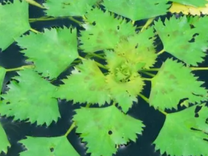 ��ʵ��ɢ�Ĺ�Ч ��ʵ��ɢ�����ޱ��Ϊ��