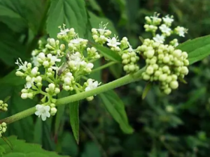 �ʵ�굵Ĺ�Ч �ʵ������������