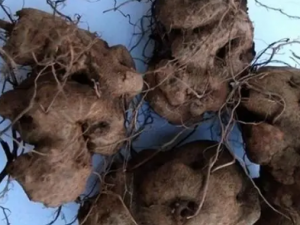 ����׵Ĺ�Ч ���������ٶ�