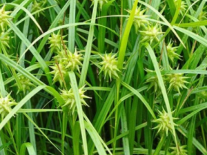 ɯ�ݵĹ�Ч���� ɯ����Ƥ������