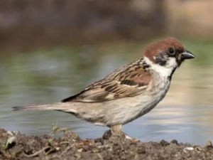 ��ȸ�Ĺ�Ч ��ȸͿ�������㲻��