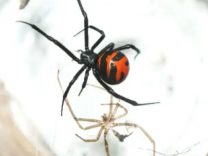 ����֩��Ĺ�Ч ����֩�����������