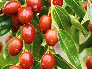 �λ�����ʲôˮ���� ����ȥ�λ�ˮ���Ƽ�