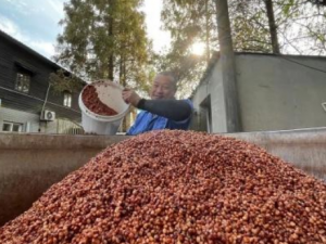 �����Ĺ�Ч ����������ݻƴ�