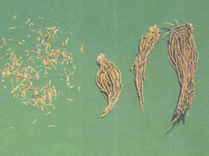 ��ζ��ޱ��Ĺ�Ч ��ζ��ޱ�������˱�©֮��