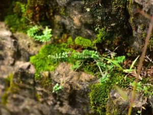 �����ݵĹ�Ч ���������˷��ð