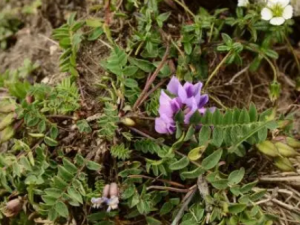 �������Ĺ�Ч ���������Ƚⶾ��ͺ��