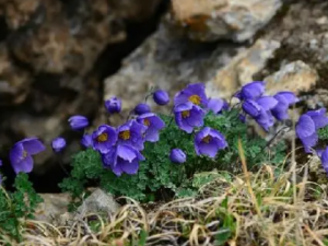 ���ﶷ�˵Ĺ�Ч ���ﶷ���ε�������