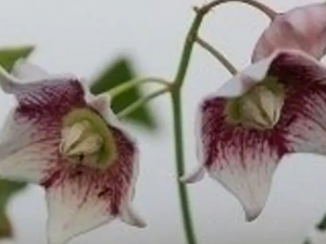 �⻱�ٵĹ�Ч �⻱����ʪ�Ȼ���