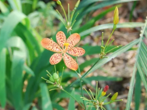 �����ݵĹ�Ч ����������Ѣ�̴�