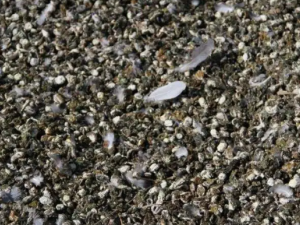 ���ɢ�Ĺ�Ч ���ɢ��С�����м�����ᴯ