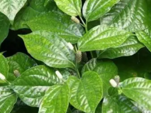 ���X�ӵĹ�Ч ���X�����丹��ʹ