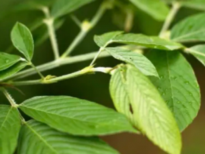 ��ľ���Ĺ�Ч ��ľ����̱����ʹ