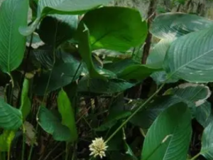 ���㸽�Ĺ�Ч ���㸽���¾�����