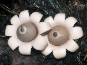 �ⶥ���ǵĹ�Ч �ⶥ���ǿ�����ֹѪ