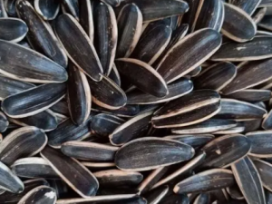 ���򲡻����ܳԹ����� ���򲡻��߳Թ��ӵĽ���