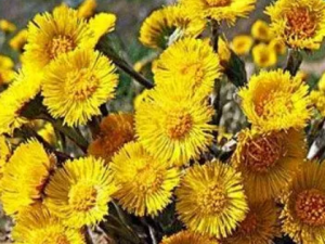 ��Ĺ�Ч ����ο��������ƴ�