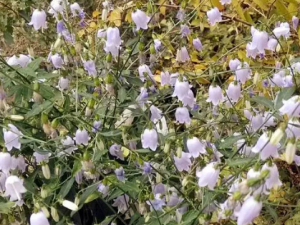 ��ɳ�εĹ�Ч ��ɳ�ν��ҩ��