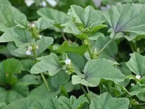 ���˵Ĺ�Ч ���˿ɽⵤʯ��