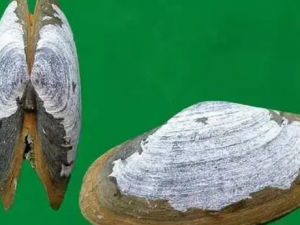 ����Ĺ�Ч ���������̵��Ѫ�