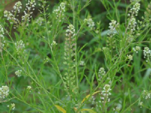 �Ӽ�������Ĺ�Ч �Ӽ���������С������