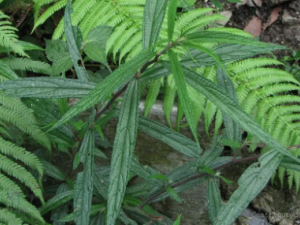 ���ʺ�����Ů�ԵĻ��ݲ�����Щ