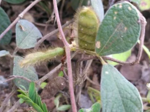 ���ݳ涹�Ĺ�Ч ���ݳ涹�����˷��ð