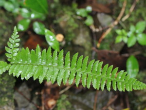 ë����ާ�Ĺ�Ч ë����ާ��������Ѫ