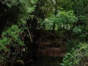 �黪�Ĺ�Ч �黪������а��