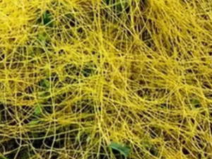 ���������඾�� ����ʳ�ٲݰ���������