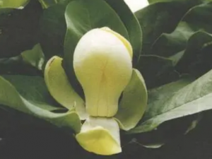 ɽ�����Ĺ�Ч ɽ����������������