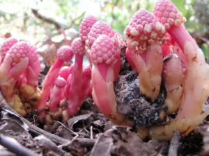 ���ԵĹ�Ч �������ڿ�����Ѫ