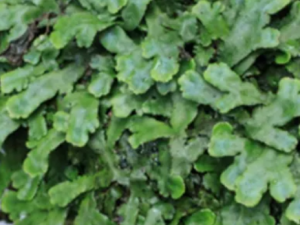 �ߵ�Ǯ�Ĺ�Ч �ߵ�Ǯ�������׶�