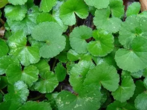 �׹����Ĺ�Ч �׹��������������Ѫ